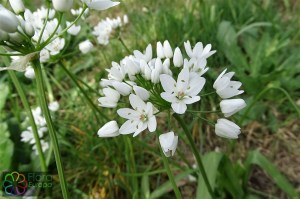 allium_neapolitanum (2)9.jpg